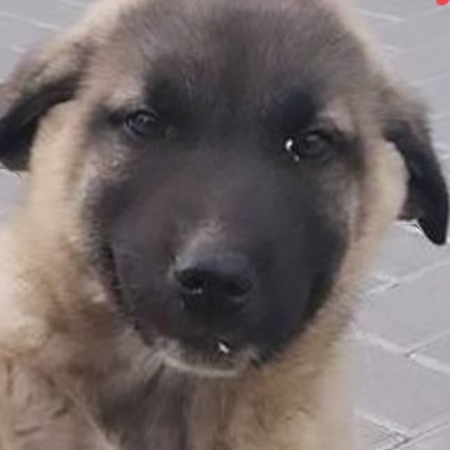 SexyKangal